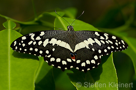 094 Afrikanischer Schwalbenschwanz - Papilio demedocus